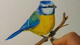 как нарисовать птицу цветными карандашами Faber Castell Polychromos рисуем птицу лазаревку