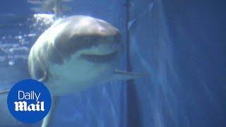 Great White Shark dies after just three days in aquarium - Daily Mail