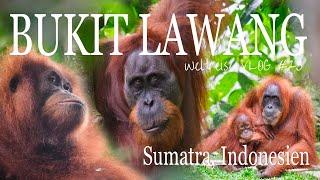 Indonesien  • Teil 1 • Wilde Orang Utans  auf Sumatra! • Weltreise Vlog #23