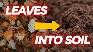 Homemade Leaf Mold. Make Potting Soil Using Leaves! Seriously it works.