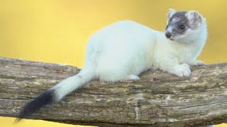 Going Ermine: How Stoats Turn White For Winter | Discover Wildlife | Robert E Fuller