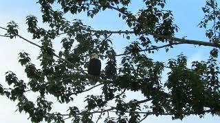 06/30/24 Meridian East Bald Eagles Nesting Kent Wa 9885-161