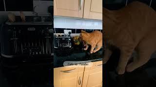 #cat #dog #pets #funny #funnyvideos #foryou #music