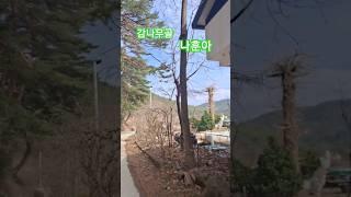 #나훈아 #감나무골