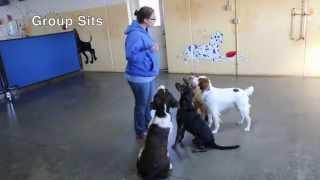 The Daycare Games at Paws & Pals