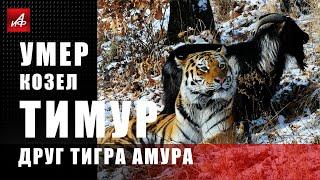 Умер козёл Тимур - друг тигра Амура