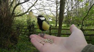 Little Great Tit Bird Dines Off My Hand - Hand Feeding Birds