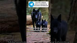 Чёрные волки произошли от собак #волк #волки #лес #природа