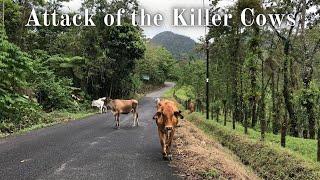 Attack of the Killer Cows