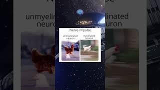 Easy mylenation explanation - Neurosciences Memes #shorts!