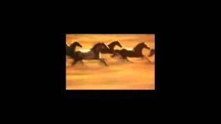 Dancing Horses By Tony Gallego