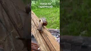 Глаза на палочках))