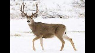 Mule Deer Hunting With My Camera!