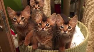 Somali kittens 9 weeks old