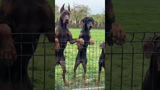 Aggressive Dobarman Dog Family  || Doberman Dog Guard Our Territory  #shorts