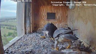 FalconCam CSU Orange bonding between Diamond and Xavier.Yurruga calling outside~6:33 AM 28.11.2021