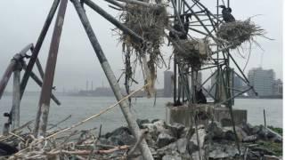 Double-Crested Cormorant Colony on the East River's U-Thant Island