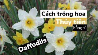 cách trồng hoa thủy tiên từ củ - Đam mê làm vườn