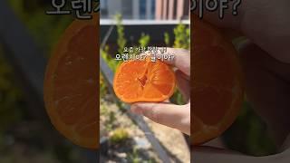 만다린감귤 시즌 얼마 안남았습니다! #만다린 #돌쇠네농산물