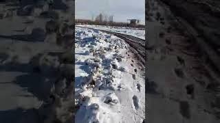 Volag Snowfall#shorts #short#snowfall#nature
