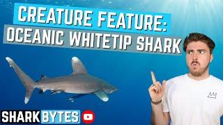 Creature Feature: Oceanic Whitetip Shark!