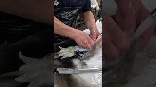 How to handle cuttlefish #fyp #shorts #squid #fishing #fillet