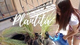 Vlog No. 288 - Home Quarantine in Kuwait: Plantita, "Summer Job” ni Brent, Annoying Alan