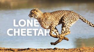 The Fastest Apex Predator's Fight For Survival In The Savannah | Cheetah Documentary