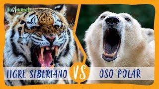 TIGRE SIBERIANO VS OSO POLAR: ¿Cual ganaría?