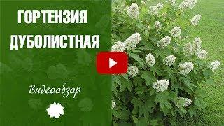 Гортензия дуболистная - Лучшие сорта. Как правильно выращивать цветы. Видео обзор Хитсад.