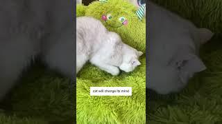 The SCENT to your cat’s heart️