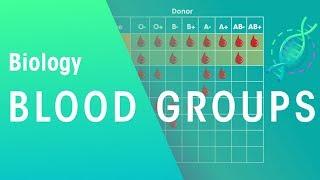 Blood groups | Physiology | Biology | FuseSchool