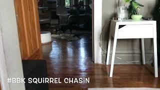 Squirrel Chasin #BBKStyle