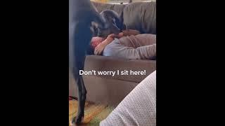 my dogs cry #Shorts #Dog #Funny #Funnyanimals #dogtvideos