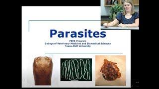 Parasites- Vet Student