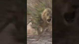 LION CHARGES HUNTER AND ALMOST KILLS HIM!!!!