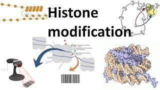 Histone modifications (Introduction)