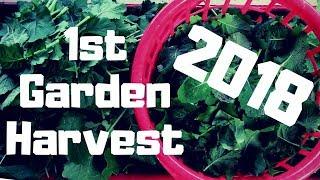 FIRST HARVEST 2018 ~Turnips, Radishes, and Berries!