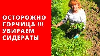 Осторожно ГОРЧИЦА!!! Убираем сидераты срочно! Почему?