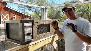 Building Quail Cages