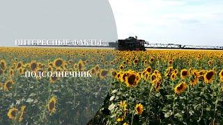 Интересные факты о подсолнечнике