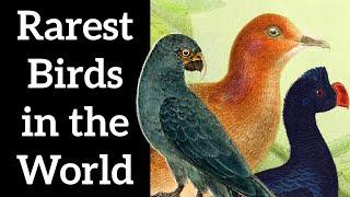 Rarest Birds in the World