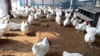 How To Start Broiler Parent Breeding Poultry Farm | Broiler Egg Production