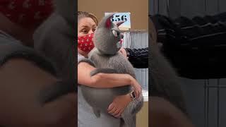 Round cat wins gold at cat show