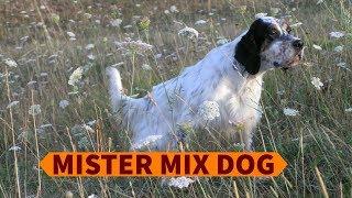 Mister Mix Dog: alimentazione estiva del cane