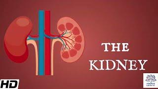 Kidneys (Anatomy): Picture and Function