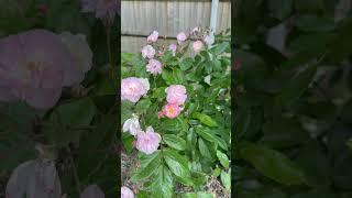 Watch my personal growing review of rambling rose ‘Dantelle de Malines’ (lenfiro) now #gardenerben