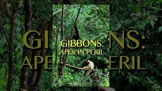 Gibbons: The Forgotten Apes in Peril