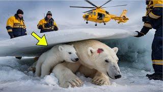 Heartwarming Rescue: Injured Polar Bear Mother and Cub Rescued After Avalanche