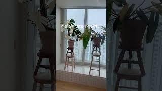 안타깝게도 돌려놓으셔야 해요 #몬스테라알보 #plants #식물 #houseplants #monstera #알보의왕